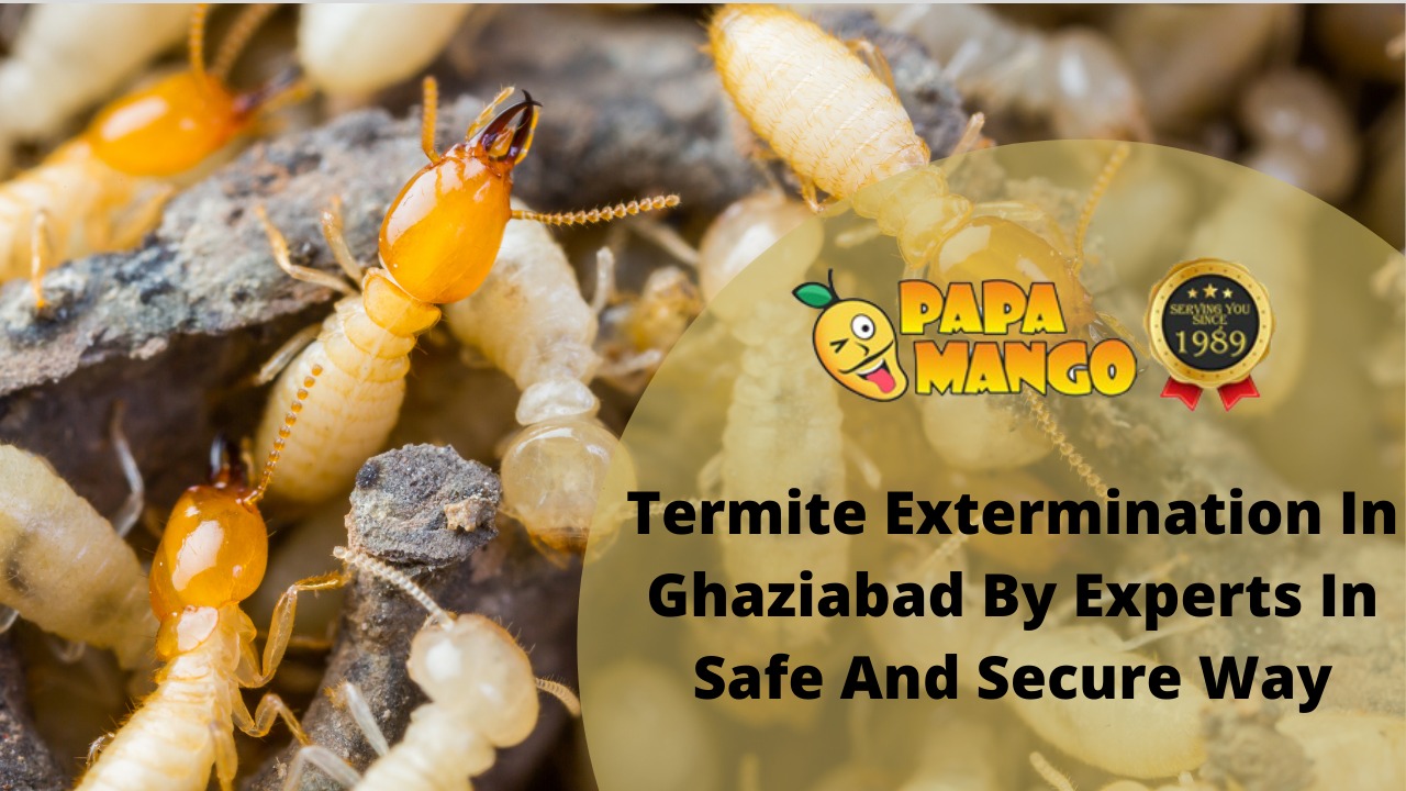 termite extermination services in gaziabad