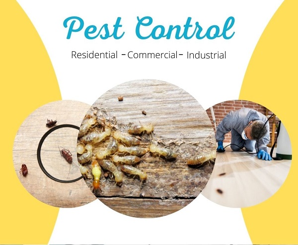 Best Termite Control Services In Greater Noida