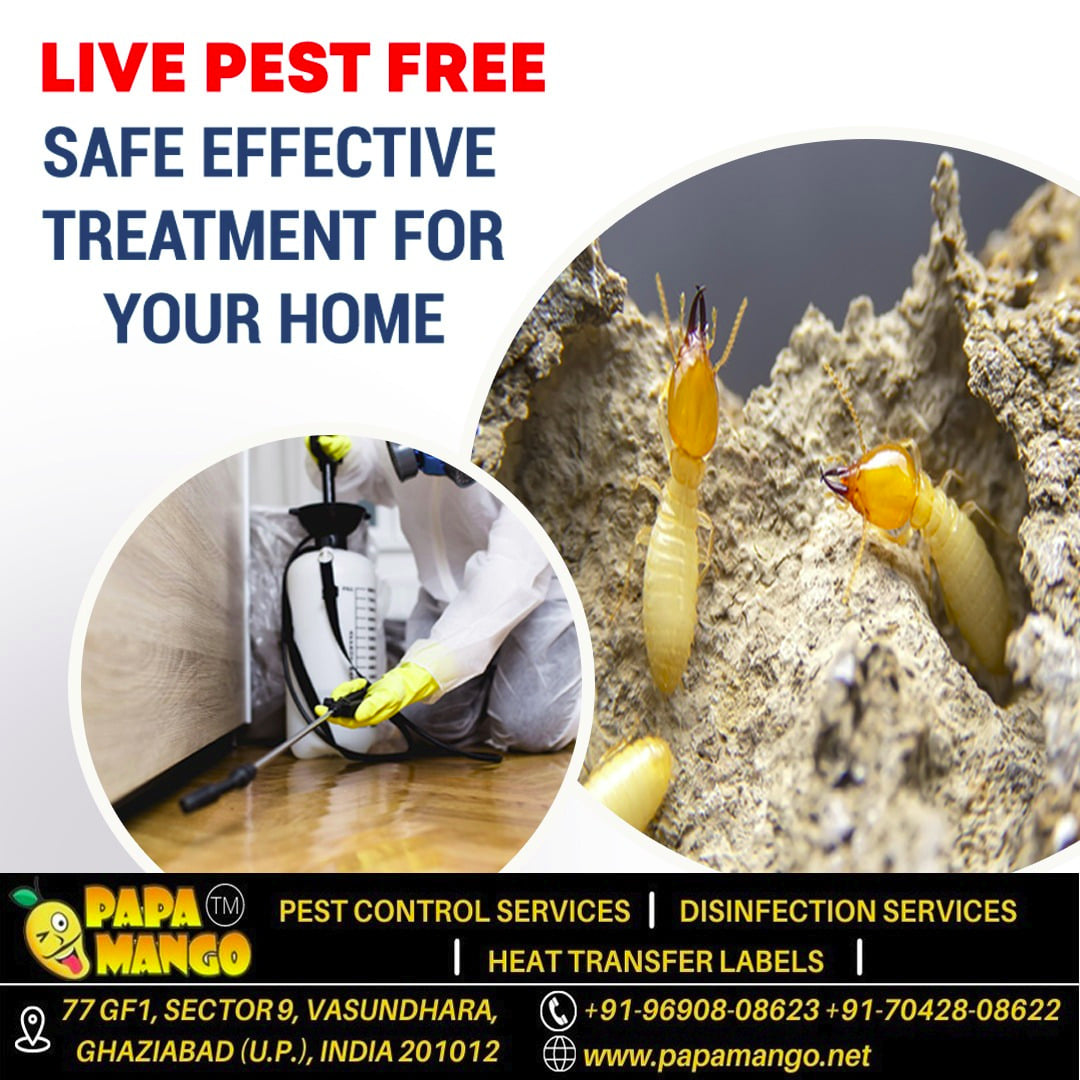 Termite Treatment in Greater Noida