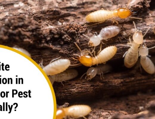 Termite Extermination in Ghaziabad